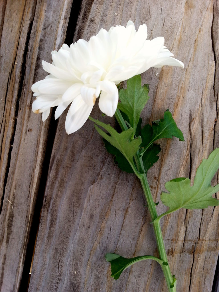 Sweet_tomato_bisque_flower