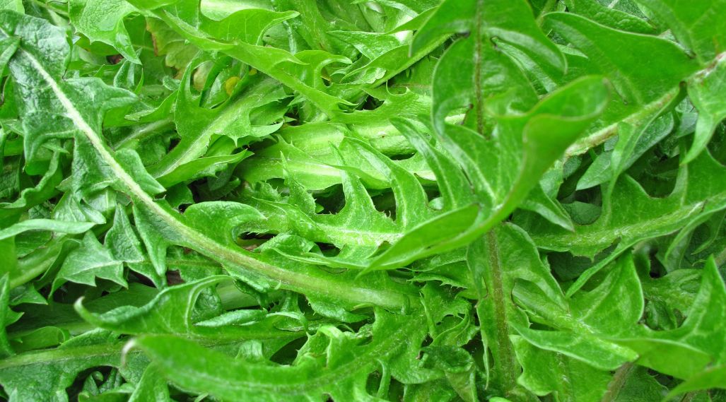 How to cook, store and prepare dandelion greens