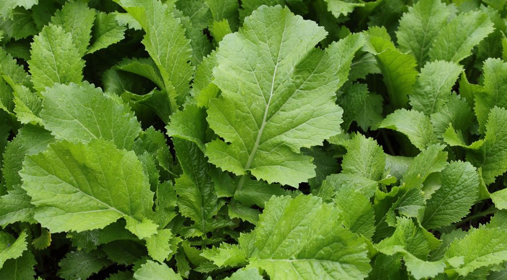 How to cook, store and prepare mustard greens