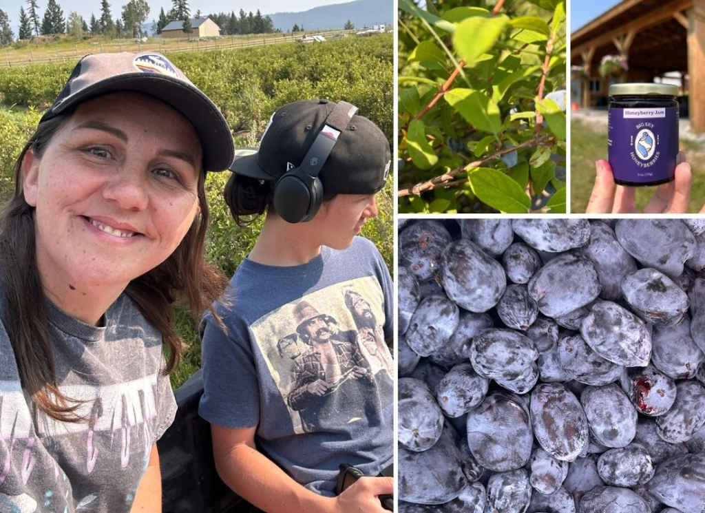 honeyberry picking at Big Sky Honeyberries